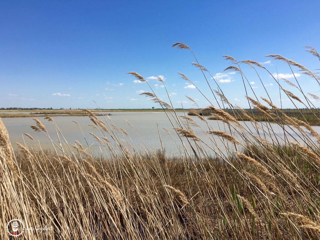 Rennradtour, Burgenland, Neusiedlersee, Seewinkel